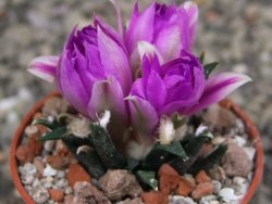 Ariocarpus agavoides pot 5,5 cm cites IA - 12412033