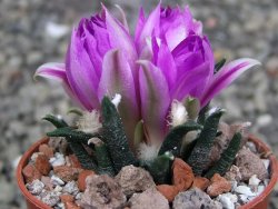 Ariocarpus agavoides pot 5,5 cm cites IA - 12412034