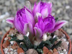 Ariocarpus agavoides pot 5,5 cm cites IA - 12412035