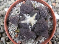 Ariocarpus lloydii Paras, pot 5,5 cm - 12412036