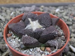 Ariocarpus lloydii Paras, pot 5,5 cm - 12412039