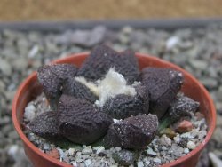 Ariocarpus lloydii Paras, pot 5,5 cm - 12412040