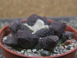 Ariocarpus lloydii Paras, pot 5,5 cm - 12412041