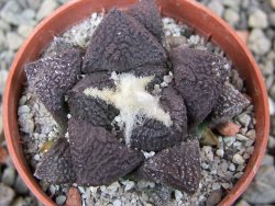 Ariocarpus lloydii Paras, pot 5,5 cm - 12412042