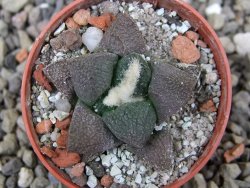 Ariocarpus lloydii Paras, pot 5,5 cm