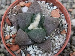 Ariocarpus lloydii Paras, pot 5,5 cm - 12412044