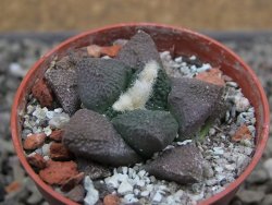 Ariocarpus lloydii Paras, pot 5,5 cm - 12412045