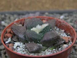 Ariocarpus lloydii Paras, pot 5,5 cm - 12412046