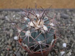Echinocactus horizonthalonius pot 5,5 cm