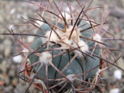 Echinocactus horizonthalonius pot 5,5 cm - 12412049