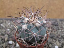 Echinocactus horizonthalonius pot 5,5 cm - 12412050