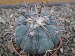 Echinocactus horizonthalonius pot 5,5 cm