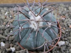 Echinocactus horizonthalonius pot 5,5 cm - 12412055