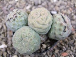 Tephrocactus geometricus květináč 5,5 cm - 12412058