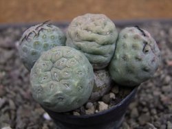 Tephrocactus geometricus květináč 5,5 cm - 12412059