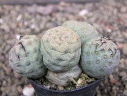 Tephrocactus geometricus květináč 5,5 cm - 12412061