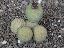 Tephrocactus geometricus květináč 5,5 cm
