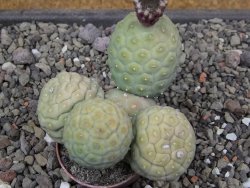 Tephrocactus geometricus květináč 5,5 cm - 12412063