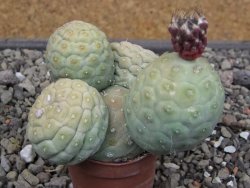 Tephrocactus geometricus květináč 5,5 cm - 12412064