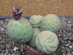 Tephrocactus geometricus květináč 5,5 cm - 12412065