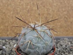 Tephrocactus geometricus květináč 5,5 cm