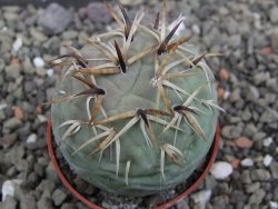 Tephrocactus geometricus květináč 5,5 cm