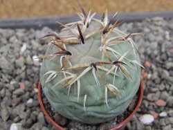 Tephrocactus geometricus květináč 5,5 cm - 12412071