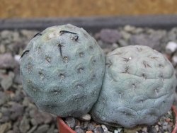 Tephrocactus geometricus květináč 5,5 cm - 12412076