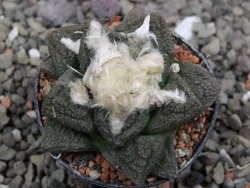 Ariocarpus fissuratus intermedius, pot 5,5 cm