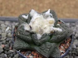 Ariocarpus fissuratus intermedius, pot 5,5 cm - 12412080