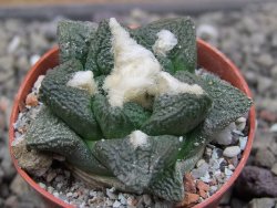 Ariocarpus fissuratus intermedius, pot 5,5 cm - 12412087