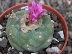 Lophophora fricii pot 5,5 cm