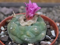 Lophophora fricii pot 5,5 cm - 12412089