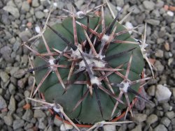 Echinocactus horizonthalonius RS 1038 La Trinidad SLP pot 5,5 cm