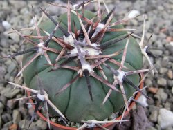 Echinocactus horizonthalonius RS 1038 La Trinidad SLP pot 5,5 cm - 12412106