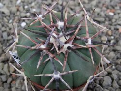 Echinocactus horizonthalonius RS 1038 La Trinidad SLP pot 5,5 cm - 12412109