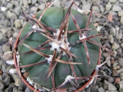 Echinocactus horizonthalonius RS 1038 La Trinidad SLP pot 5,5 cm - 12412115