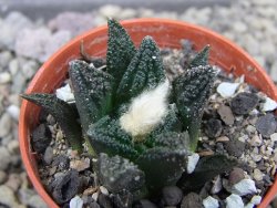 Ariocarpus fissuratus hintonii Matehuala pot 5,5 cm Cites IA - 12412118