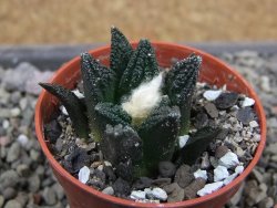 Ariocarpus fissuratus hintonii Matehuala pot 5,5 cm Cites IA - 12412119