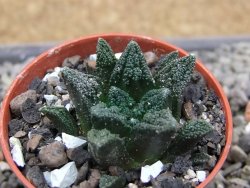 Ariocarpus fissuratus hintonii Matehuala pot 5,5 cm Cites IA - 12412124