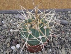 Gymnocalycium armatum, pot 5,5 cm - 12412134