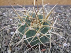 Gymnocalycium armatum, pot 5,5 cm - 12412136