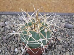 Gymnocalycium armatum, pot 5,5 cm - 12412138