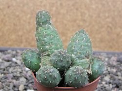 Tephrocactus subteraneus Quiaca, pot 5,5 cm - 12412141