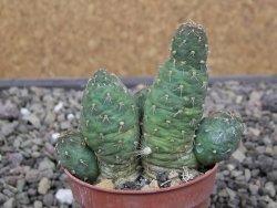 Tephrocactus subteraneus Quiaca, pot 5,5 cm - 12412142