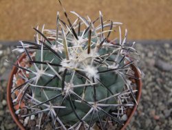 Coryphantha poselgeriana valida El Hundido květináč 10,5 cm