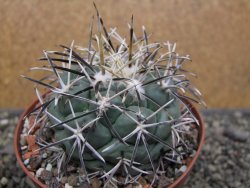 Coryphantha poselgeriana valida El Hundido květináč 10,5 cm - 12412145