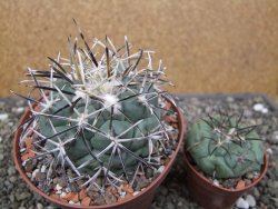 Coryphantha poselgeriana valida El Hundido květináč 10,5 cm - 12412146
