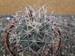 Coryphantha poselgeriana valida El Hundido květináč 9 cm