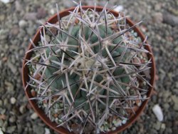 Coryphantha poselgeriana valida El Hundido květináč 9 cm - 12412152